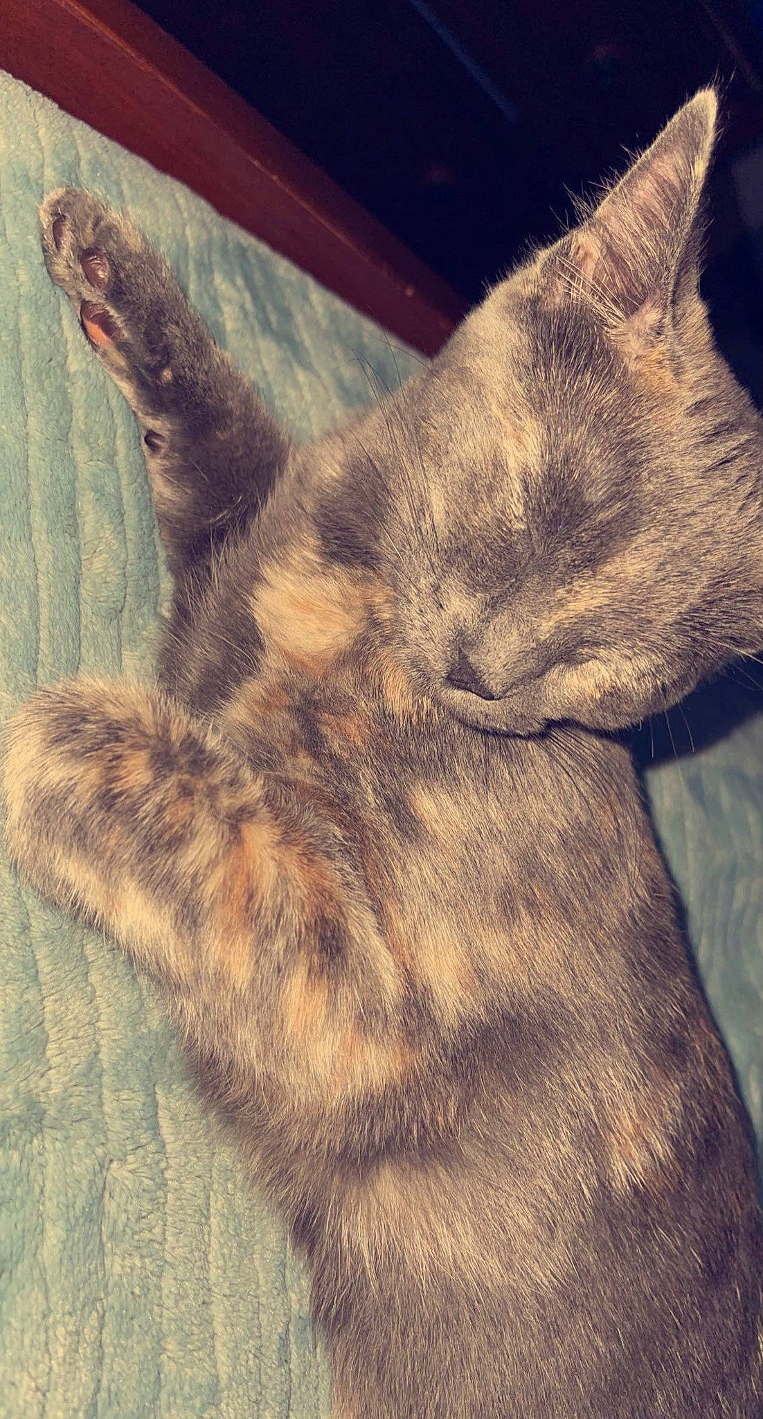 Indica joined the competition — help win amazing prizes! carnivore, cat, cloud, comfort, domestic_short_haired_cat, felidae, fur, human_leg, linens, metal, meteorological_phenomenon, nap, paw, sky, small_to_medium_sized_cats, snout, square, tail, whiskers, wood