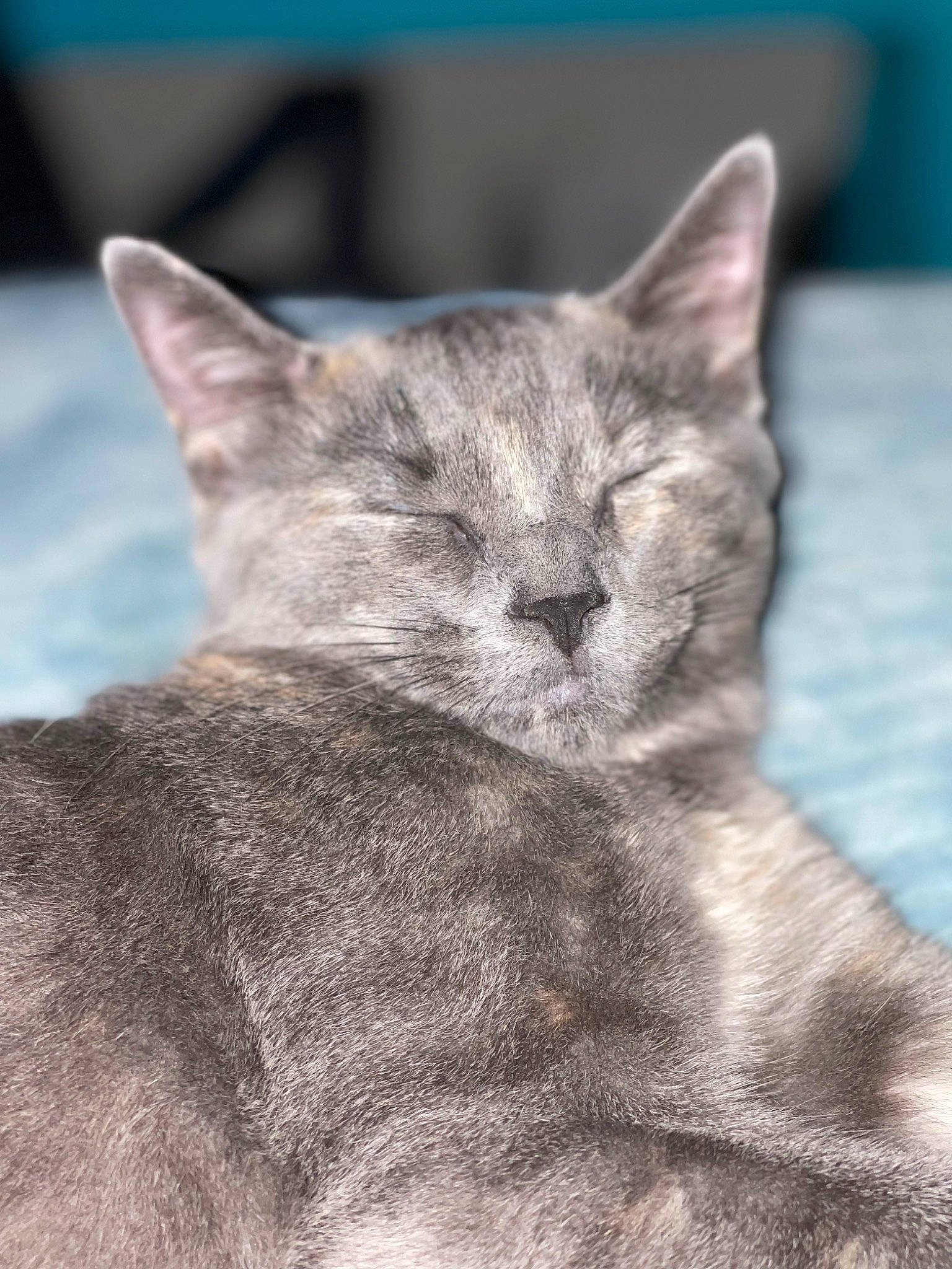 Indica joined the competition — help win amazing prizes! carnivore, cat, chartreux, claw, domestic_short_haired_cat, eye, felidae, fur, grey, nap, paw, russian_blue, sitting, small_to_medium_sized_cats, snout, tail, terrestrial_animal, whiskers, wildlife, window