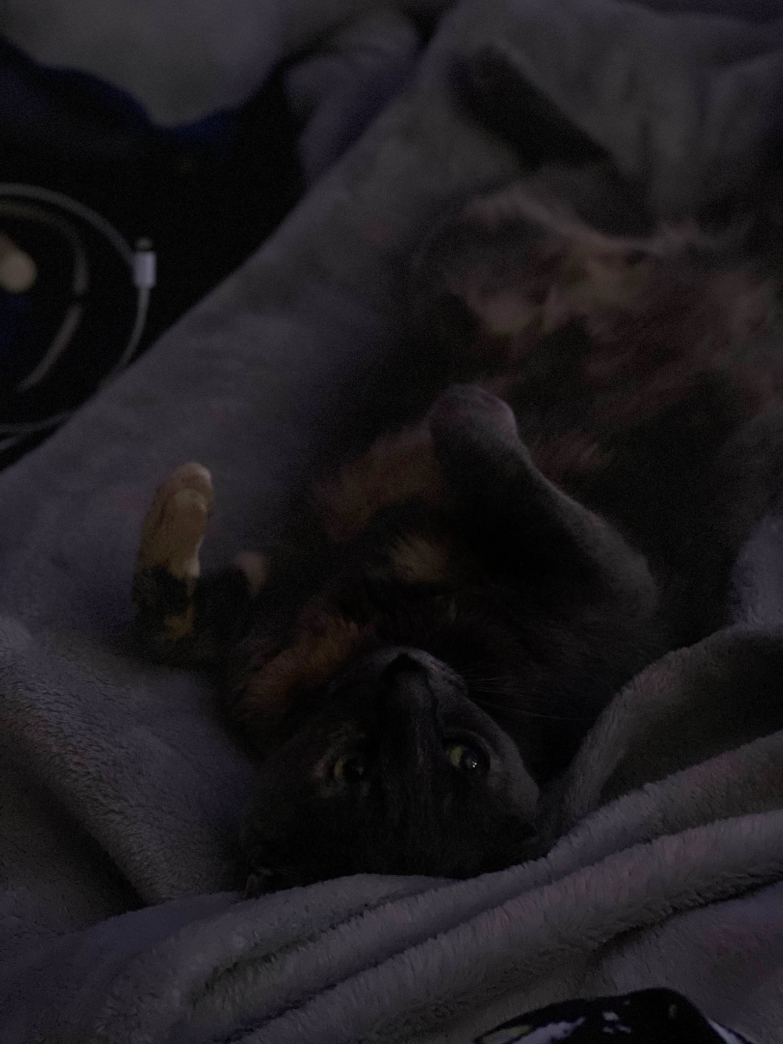 Indica is registered to the contest to win money with this photo: bedding, comfort, darkness, dog_breed, fur, grey, human_leg, linens, monochrome_photography, room, sporting_group