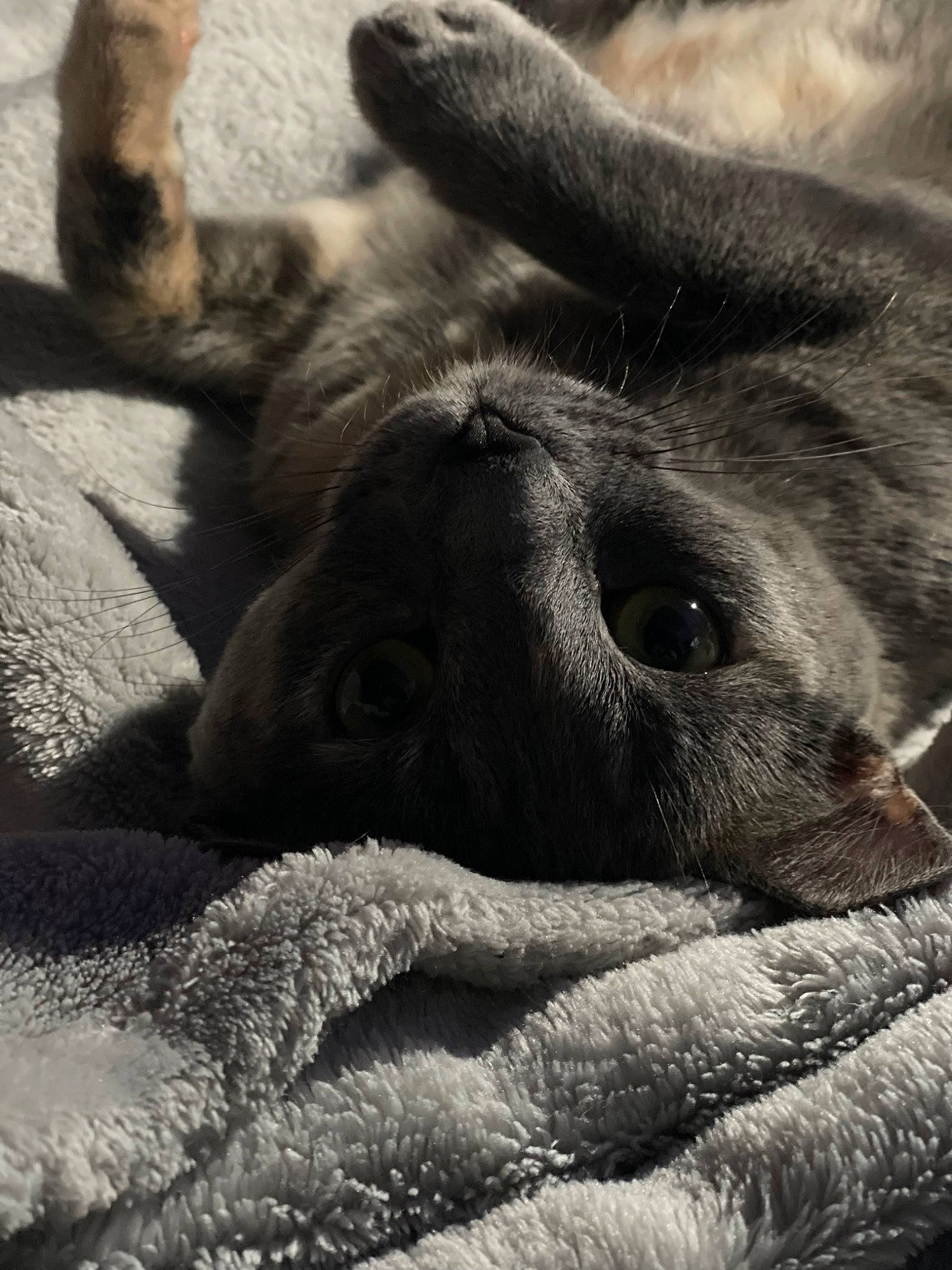 Indica joined the competition — help win amazing prizes! claw, comfort, dog_breed, fur, grass, human_leg, monochrome_photography, nap, paw, primate, sky, snout, sporting_group, terrestrial_animal, whiskers, wildlife, working_animal, wrinkle, zoo