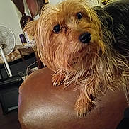Bear is registered to the contest to win money with this photo: dog, small_dog, scruffy_fur, leather_chair, indoor, pet, curious, head_tilt, brown_fur, black_fur, furniture, fan, table, door, home, cozy, animal, companion, cute, portrait