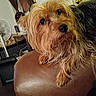 dog, small_dog, scruffy_fur, leather_chair, indoor, pet, curious, head_tilt, brown_fur, black_fur, furniture, fan, table, door, home, cozy, animal, companion, cute, portrait