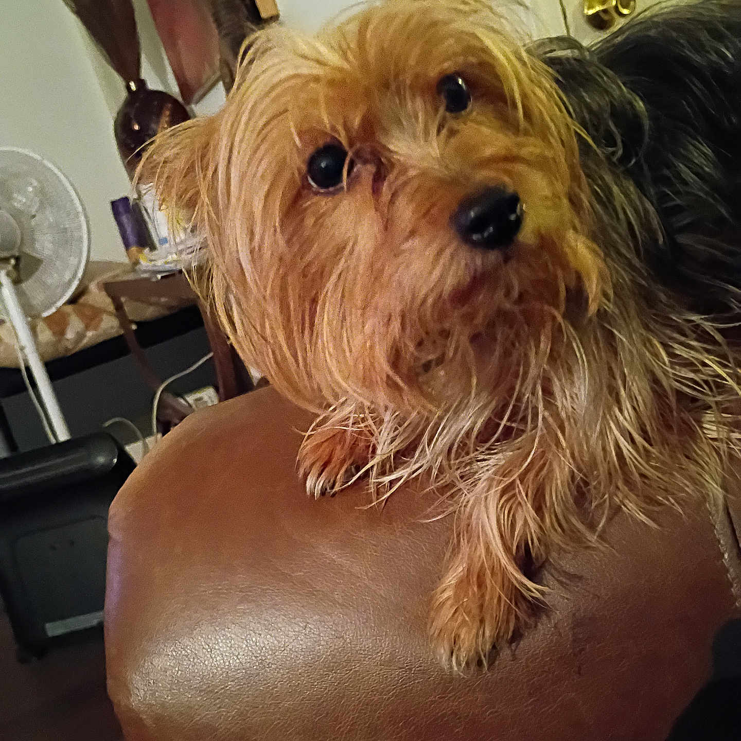 Bear is registered to the contest to win money with this photo: dog, small_dog, scruffy_fur, leather_chair, indoor, pet, curious, head_tilt, brown_fur, black_fur, furniture, fan, table, door, home, cozy, animal, companion, cute, portrait