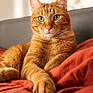Guzo participe au concours pour gagner de l'argent avec cette photo : animal, blanket, cat, cozy, cute, domestic_cat, feline, fur, green_eyes, indoor, orange_tabby, paw, pet, portrait, red, relaxed, shadow, sofa, sunlight, whiskers