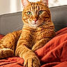 animal, blanket, cat, cozy, cute, domestic_cat, feline, fur, green_eyes, indoor, orange_tabby, paw, pet, portrait, red, relaxed, shadow, sofa, sunlight, whiskers