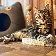Mimi participe au concours pour gagner de l'argent avec cette photo : cat, tabby, indoor, scratching_post, wooden_floor, cat_bed, pet, feline, relaxed, cozy, golden_eyes, focus, fur, animal, cute, whiskers, ears, claws, resting, home