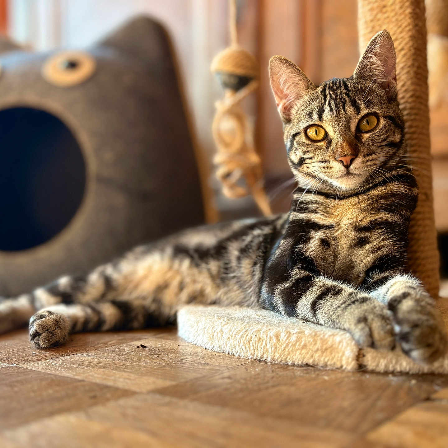 Mimi participe au concours pour gagner de l'argent avec cette photo : animal, cat, cat_bed, claws, cozy, cute, ears, feline, focus, fur, golden_eyes, home, indoor, pet, relaxed, resting, scratching_post, tabby, whiskers, wooden_floor