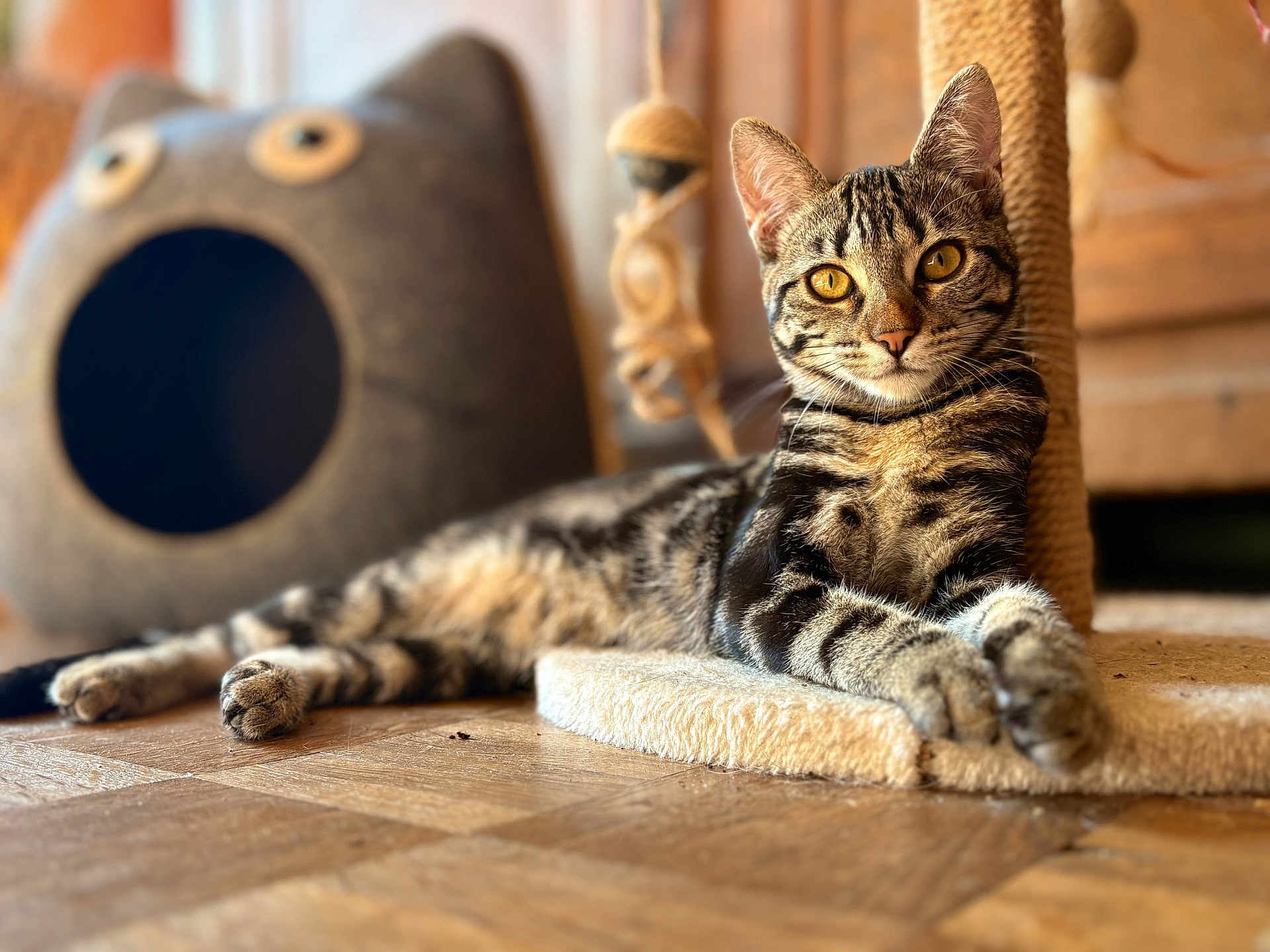 Mimi participe au concours pour gagner de l'argent avec cette photo : cat, tabby, indoor, scratching_post, wooden_floor, cat_bed, pet, feline, relaxed, cozy, golden_eyes, focus, fur, animal, cute, whiskers, ears, claws, resting, home