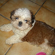 Filou a rejoint le concours — aidez-le/la à gagner de superbes lots !