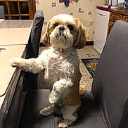 Filou participe au concours pour gagner de l'argent avec cette photo : animal, architecture, building, canine, chair, dog, dogbed, furniture, homedecor, indoors, interiordesign, livingroom, person, pet, puppy, room, rug, shelf, table, terrier