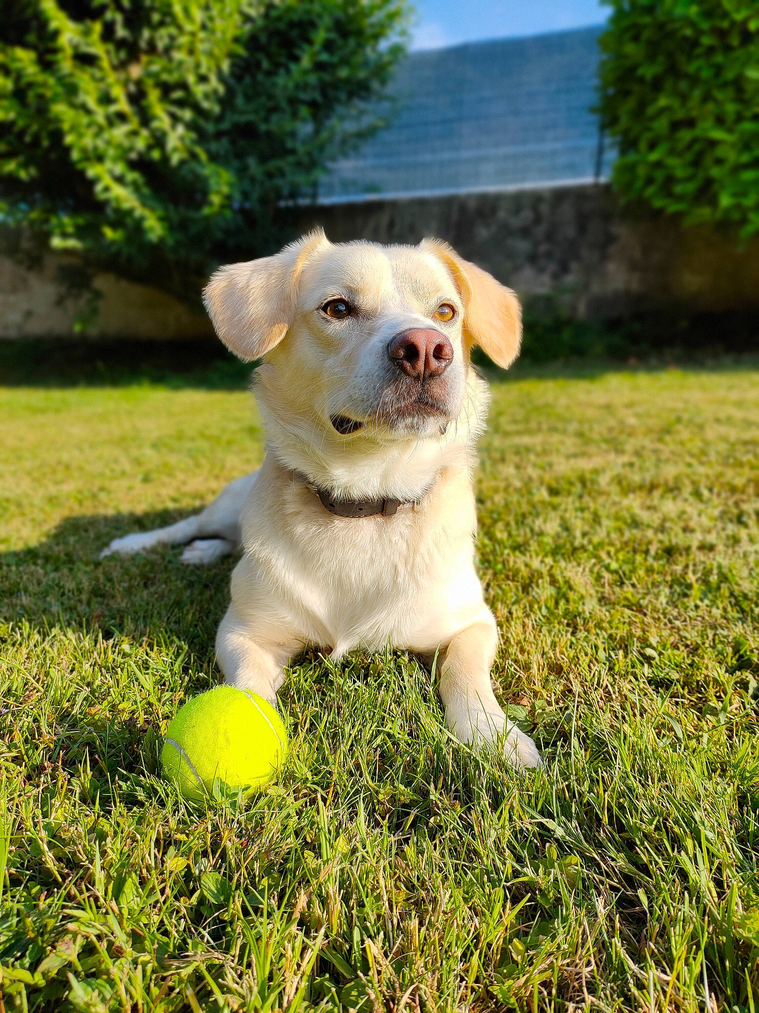 Elio participe au concours pour gagner de l'argent avec cette photo : ball, carnivore, companion_dog, dog, dog_breed, dog_toy, fawn, football, grass, happy, lawn, plant, soccer_ball, sports_toy, tail, tennis_ball, toy, tree, whiskers, working_animal