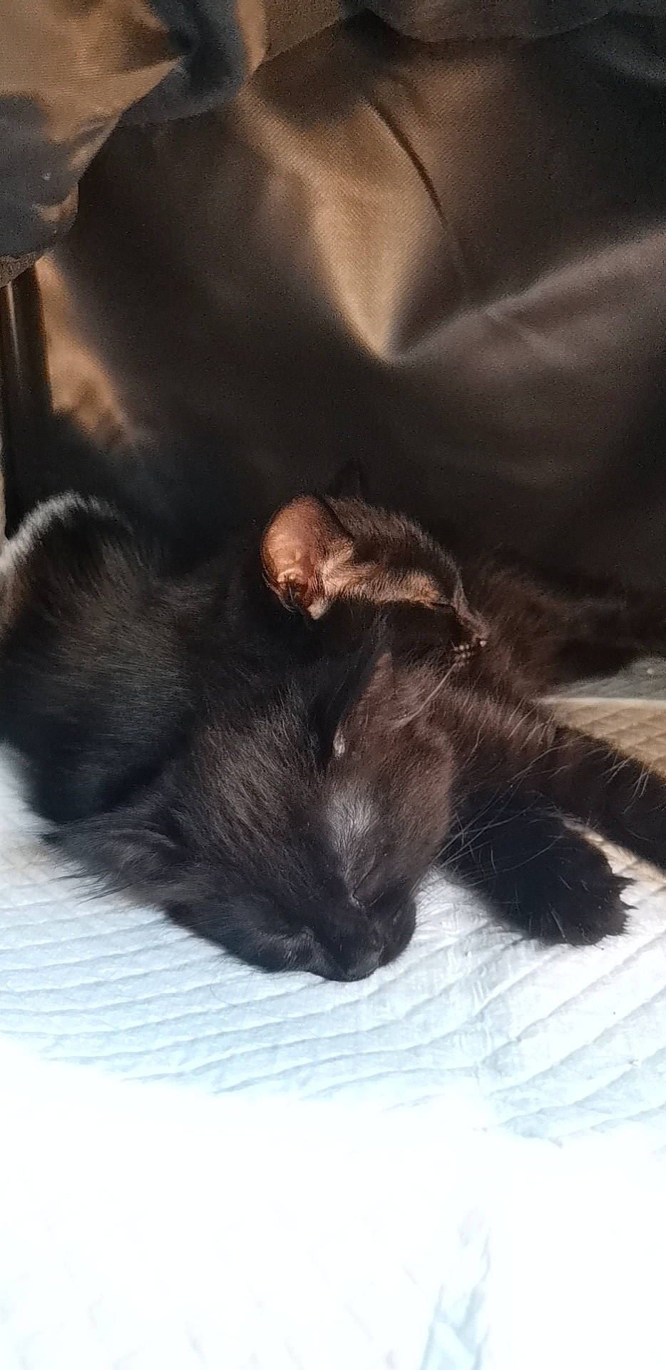 Khaleesi participe au concours pour gagner de l'argent avec cette photo : black_cat, carnivore, cat, claw, cloud, comfort, companion_dog, dog_breed, domestic_short_haired_cat, felidae, foot, fur, gesture, human_leg, liver, paw, small_to_medium_sized_cats, snout, tail, whiskers