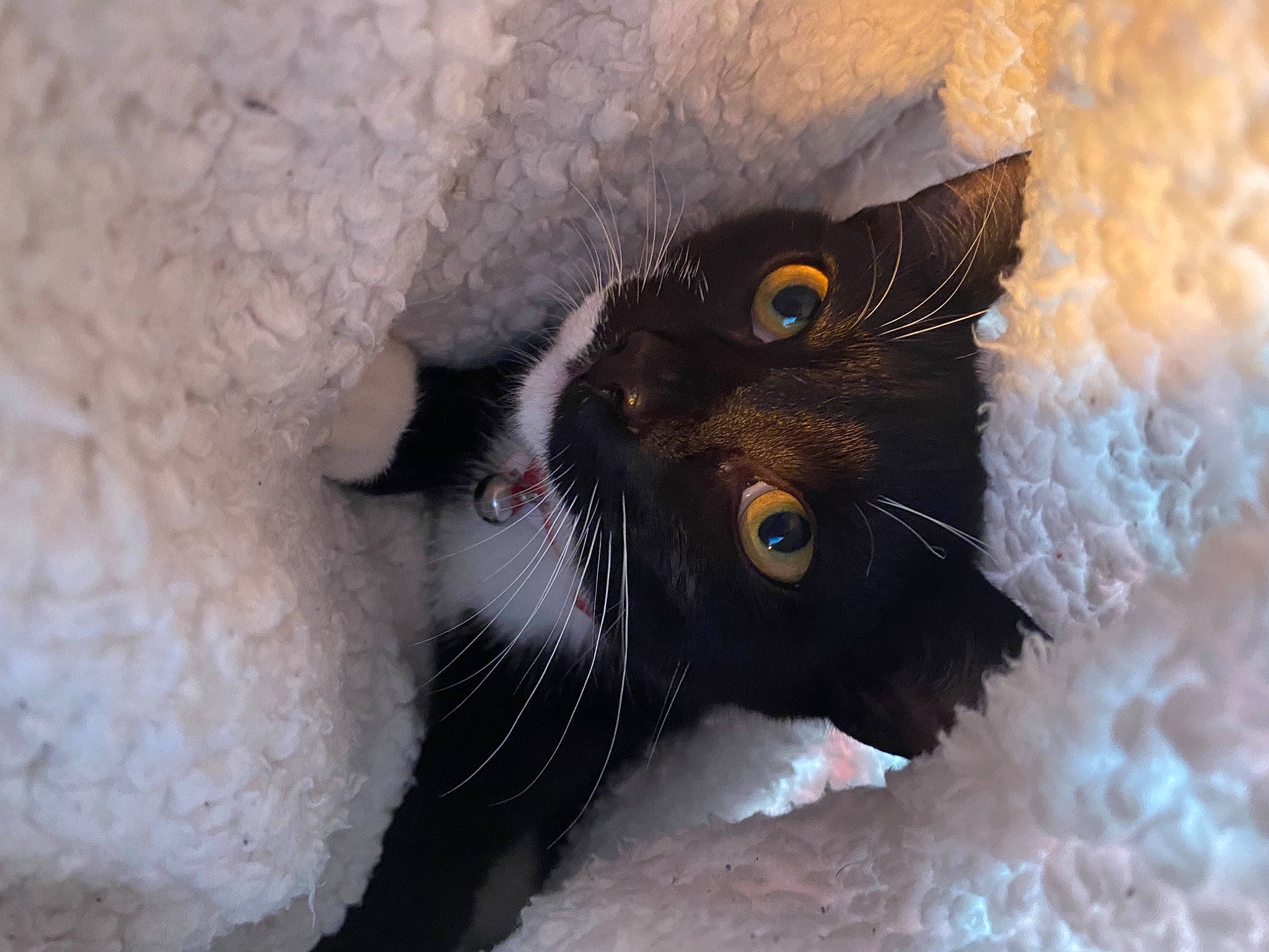 Mimi joined the competition — help win amazing prizes! black_cat, carnivore, cat, claw, domestic_short_haired_cat, felidae, freezing, fur, grass, paw, small_to_medium_sized_cats, snout, snow, tail, terrestrial_animal, whiskers, wildlife, winter