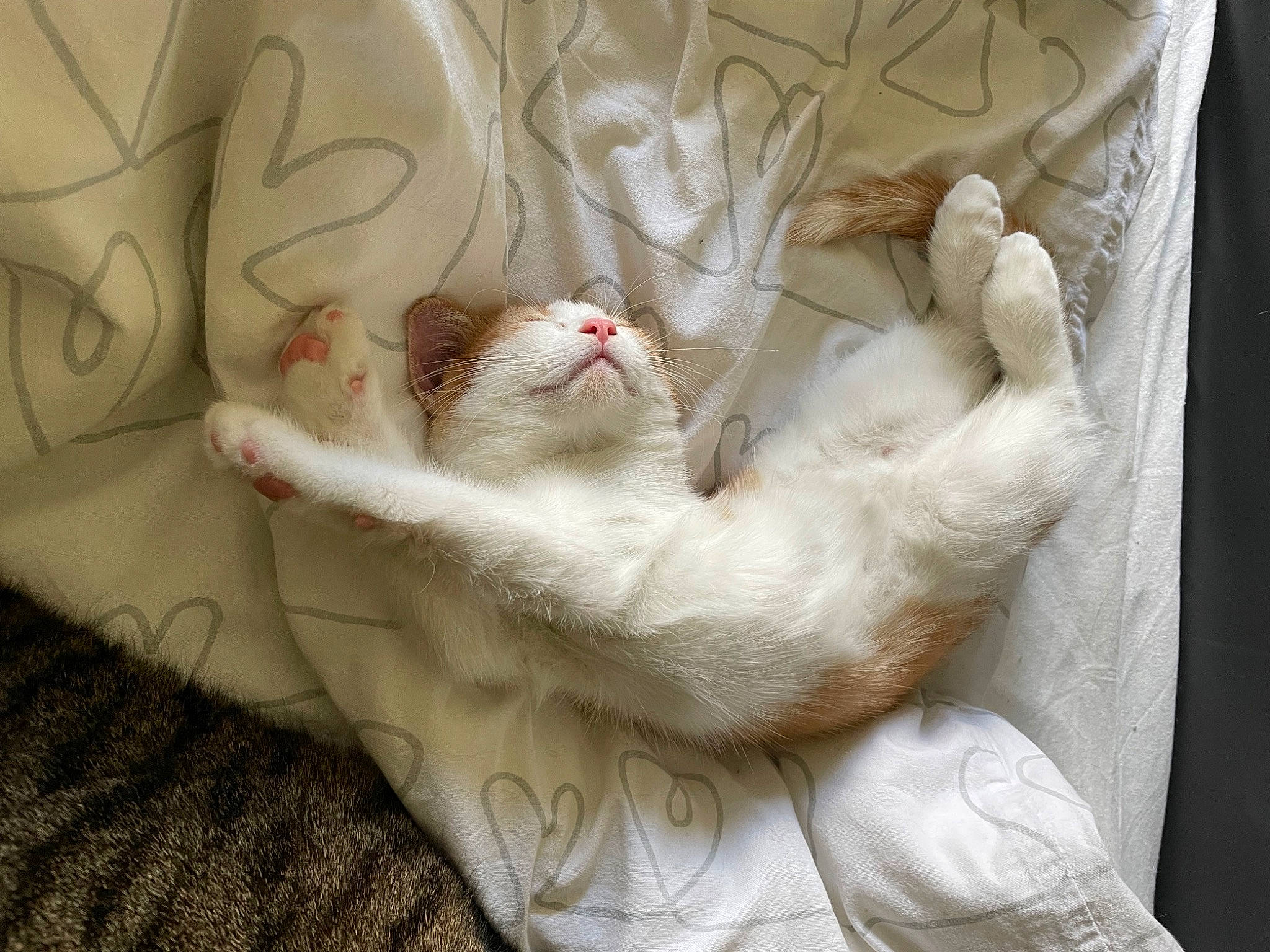 Kiko a rejoint le concours — aidez-le/la à gagner de superbes lots ! bedding, carnivore, cat, claw, comfort, domestic_short_haired_cat, fawn, felidae, foot, fur, linens, nap, paw, small_to_medium_sized_cats, tail, whiskers