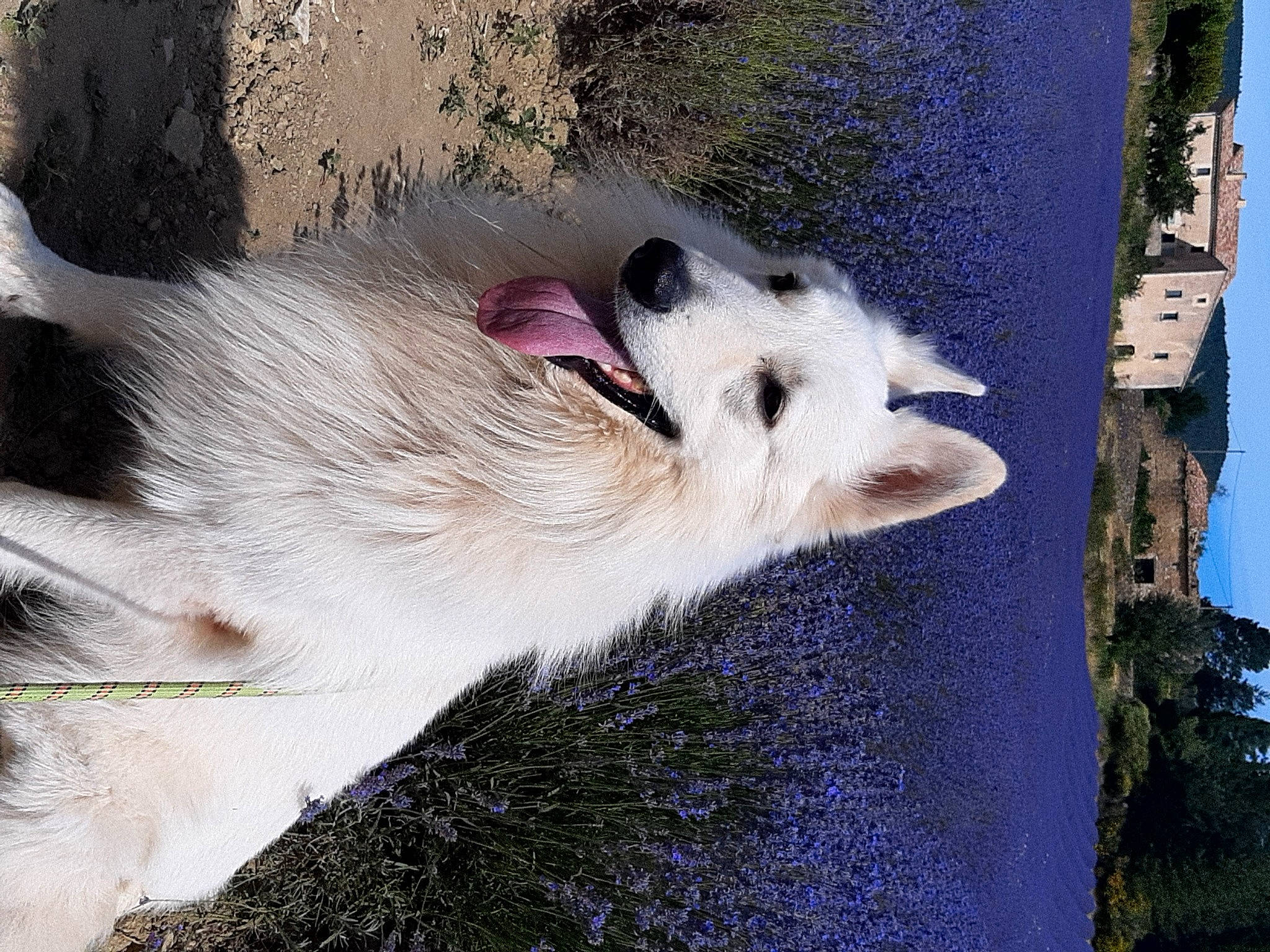 Leeroy participe au concours pour gagner de l'argent avec cette photo : american_eskimo_dog, art, canis, carnivore, common_opossum, companion_dog, dog, dog_breed, fawn, fur, german_spitz, german_spitz_mittel, giant_dog_breed, opossum, possum, samoyed, snout, virginia_opossum, whiskers, wolf