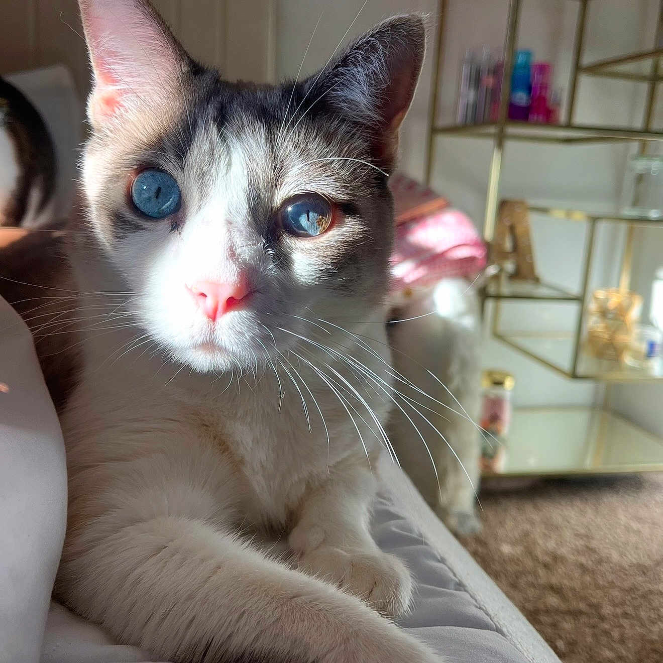 Coco joined the competition — help win amazing prizes! bed, blanket, blue_eyes, carpet, cat, close_up, cosmetics, curious, ears, fur, home_decor, indoor, paws, pink_nose, portrait, reflection, relaxed, shelf, sunlight, whiskers