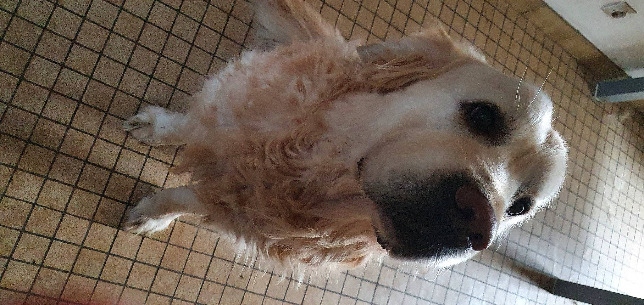 Lasko a rejoint le concours — aidez-le/la à gagner de superbes lots ! animal_shelter, canidae, carnivore, companion_dog, dog, dog_breed, dog_crate, dog_supply, fawn, fur, liver, paw, pet_supply, polish_tatra_sheepdog, puppy_love, retriever, snout, sporting_group, whiskers, working_animal