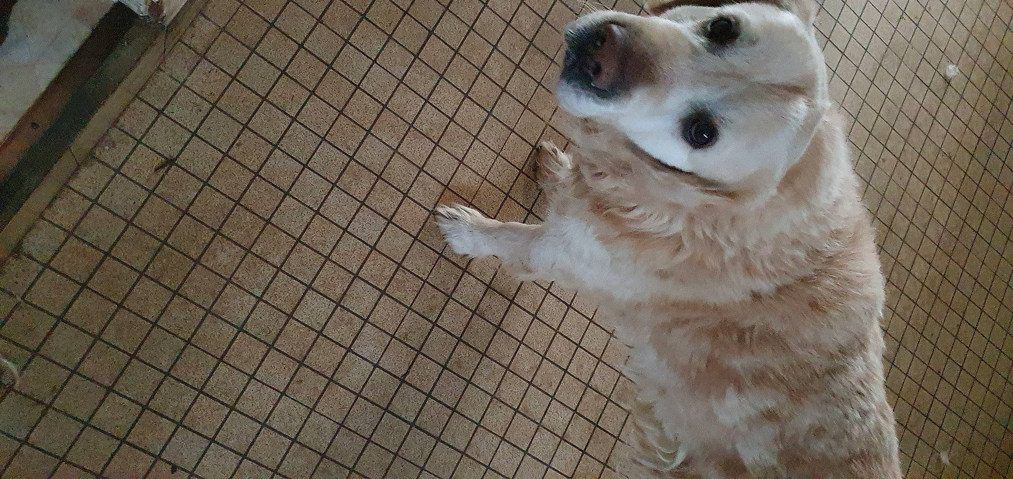 Lasko a rejoint le concours — aidez-le/la à gagner de superbes lots ! ancient_dog_breeds, canidae, carnivore, companion_dog, dog, dog_breed, dog_supply, fawn, flooring, fur, mesh, non_sporting_group, pattern, paw, puppy, sporting_group, street_dog, terrestrial_animal, whiskers, working_animal