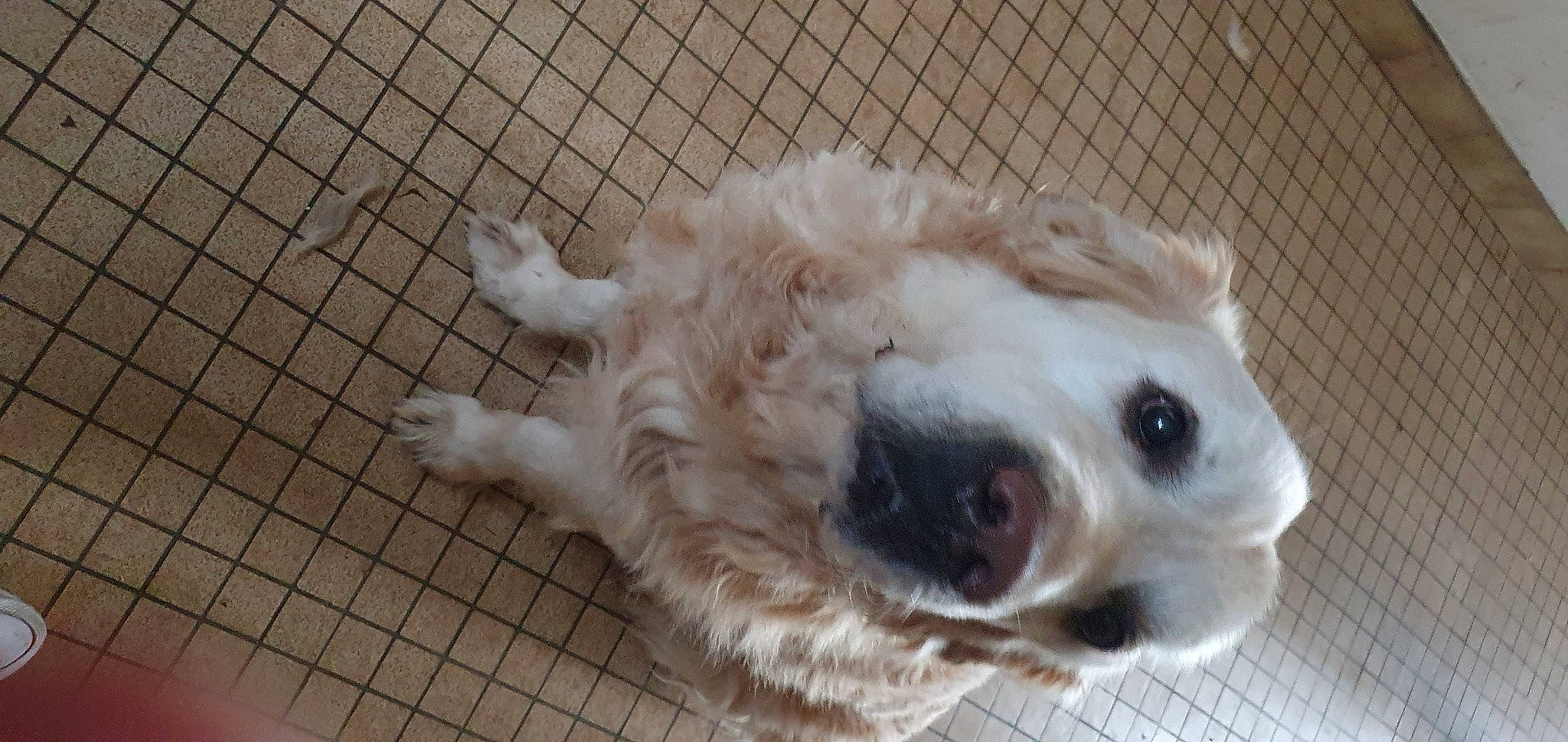 Lasko participe au concours pour gagner de l'argent avec cette photo : animal_shelter, canidae, carnivore, collar, companion_dog, dog, dog_breed, dog_collar, dog_supply, fawn, fence, fur, mesh, paw, pet_supply, snout, sporting_group, tail, whiskers, working_animal