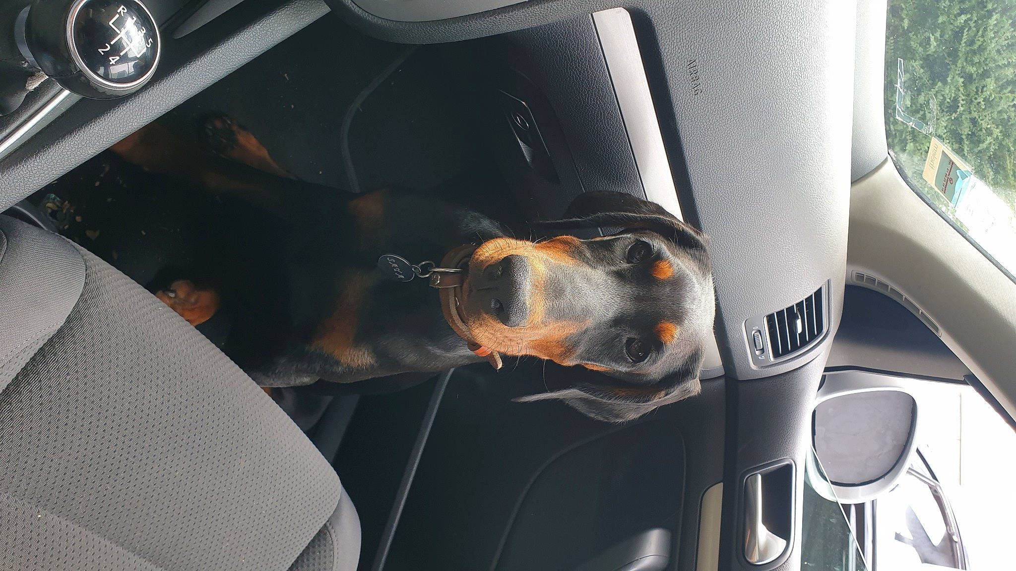 Saya a rejoint le concours — aidez-le/la à gagner de superbes lots ! auto_part, automotive_design, automotive_exterior, automotive_lighting, automotive_tire, automotive_window_part, car, car_seat_cover, carnivore, dog, dog_breed, fixture, hood, motor_vehicle, personal_luxury_car, vehicle, vehicle_door, window, windshield, working_animal