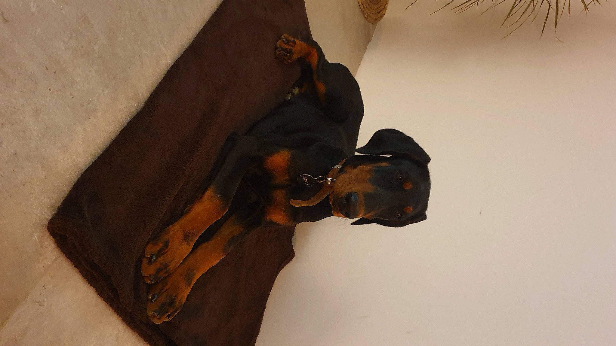 Saya participe au concours pour gagner de l'argent avec cette photo : bag, brown, camera, cameras_optics, collar, elbow, eyewear, fashion_accessory, leather, mask, paper, personal_protective_equipment, reflex_camera, room, sleeve, strap, sunglasses, wood, wrist