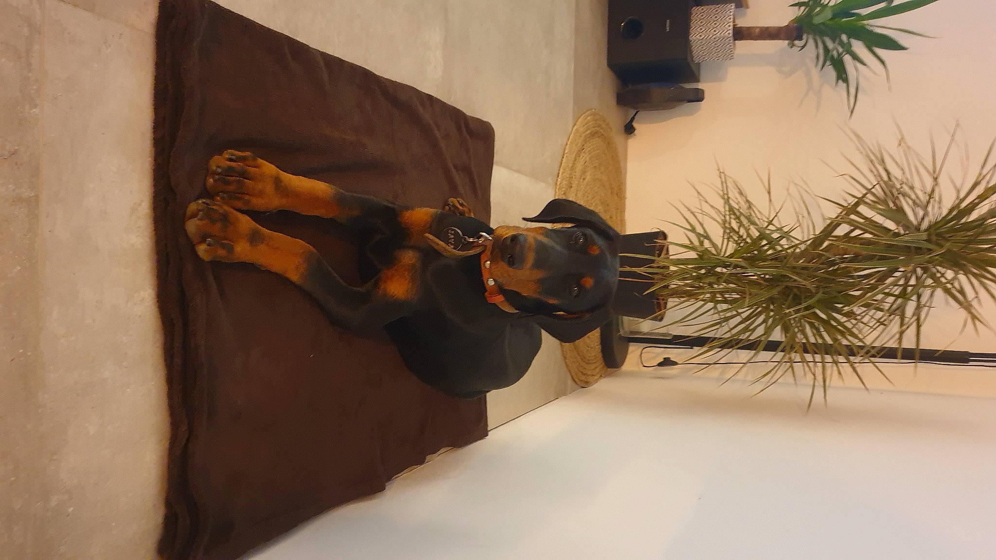 Saya a rejoint le concours — aidez-le/la à gagner de superbes lots ! arecales, art, design, event, flower_arranging, flowerpot, herb, houseplant, interior_design, metal, plant, religious_item, room, sculpture, statue, tree, twig, wall, wood, wrist