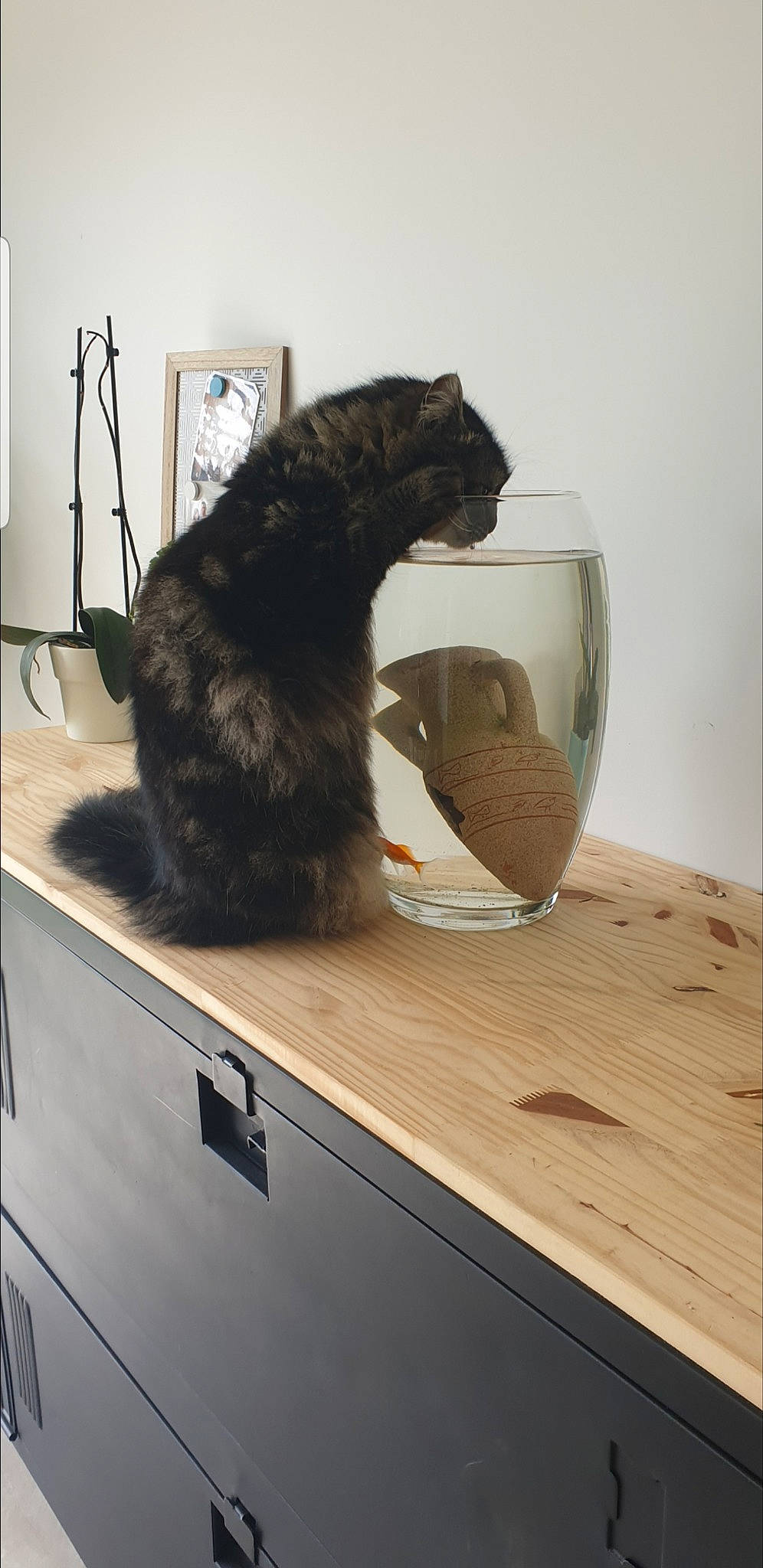 Habby a rejoint le concours — aidez-le/la à gagner de superbes lots ! carnivore, cat, claw, felidae, fisher, fur, room, small_to_medium_sized_cats, tail, whiskers