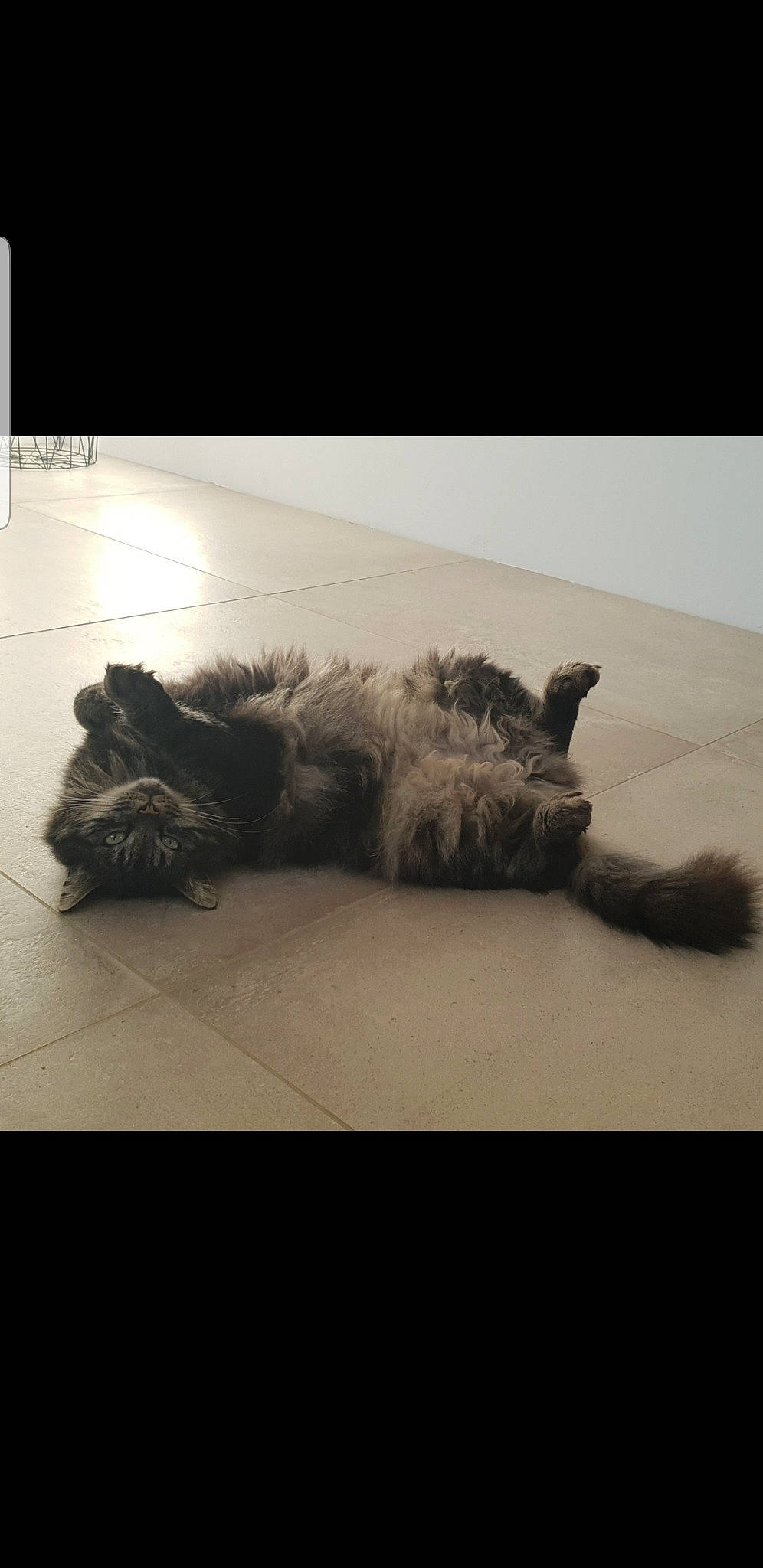 Habby a rejoint le concours — aidez-le/la à gagner de superbes lots ! canidae, carnivore, cat, felidae, fur, paw, small_to_medium_sized_cats, tail