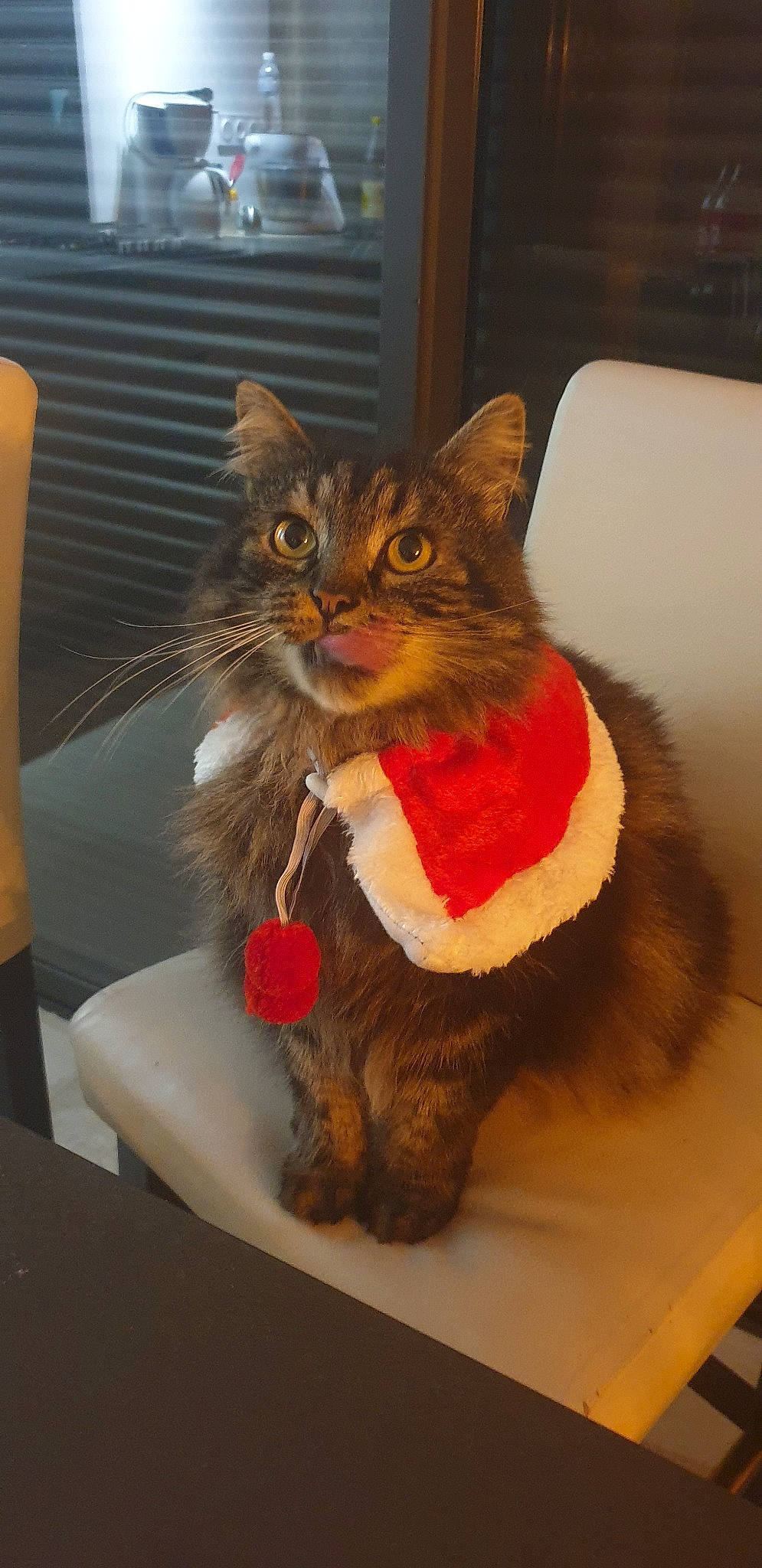 Habby participe au concours pour gagner de l'argent avec cette photo : carnivore, cat, domestic_short_haired_cat, felidae, fur, kitten, maine_coon, norwegian_forest_cat, small_to_medium_sized_cats, tabby_cat, whiskers