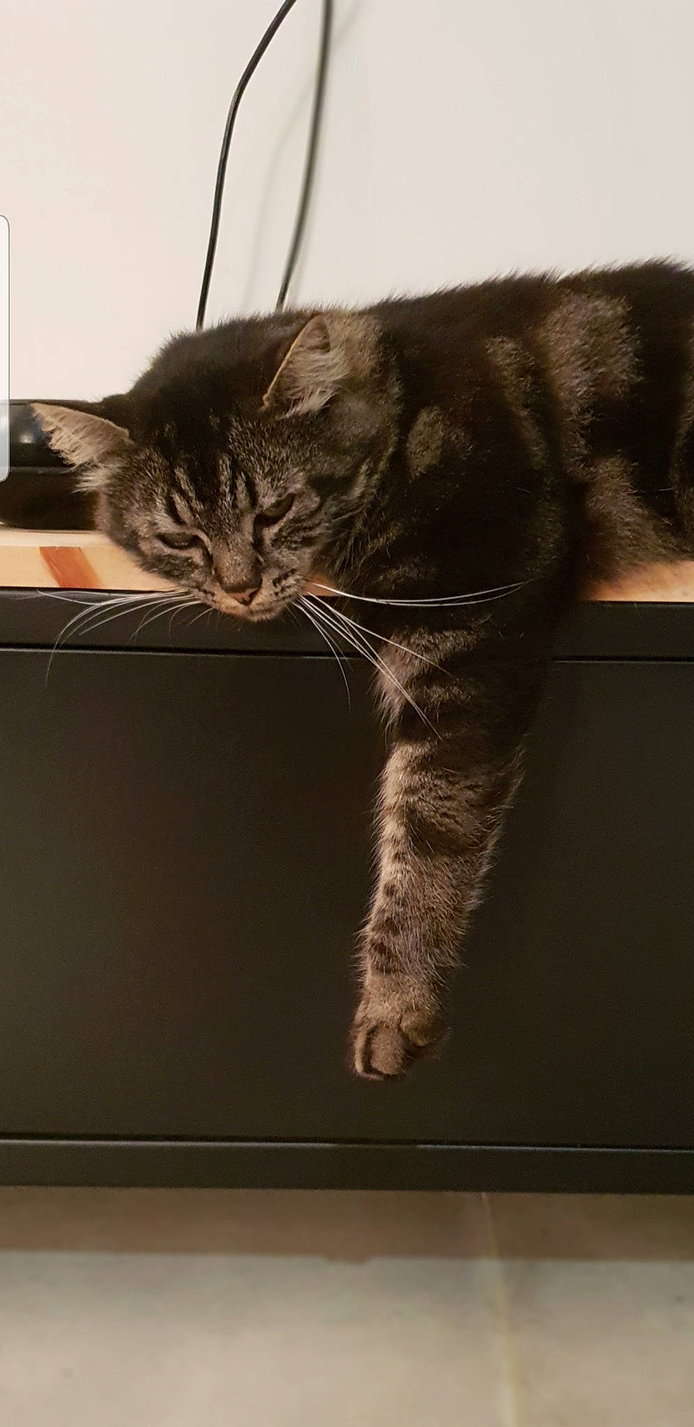 Habby participe au concours pour gagner de l'argent avec cette photo : asian, carnivore, cat, domestic_short_haired_cat, dragon_li, european_shorthair, felidae, fur, kitten, maine_coon, norwegian_forest_cat, paw, polydactyl_cat, small_to_medium_sized_cats, tabby_cat, tail, whiskers, window