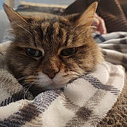 Dori is registered to the contest to win money with this photo: cat, tabby, close_up, furry, pet, animal, blanket, soft, cozy, indoor, relaxed, face, whiskers, ears, comfort, resting, cute, domestic, fur, sleepy