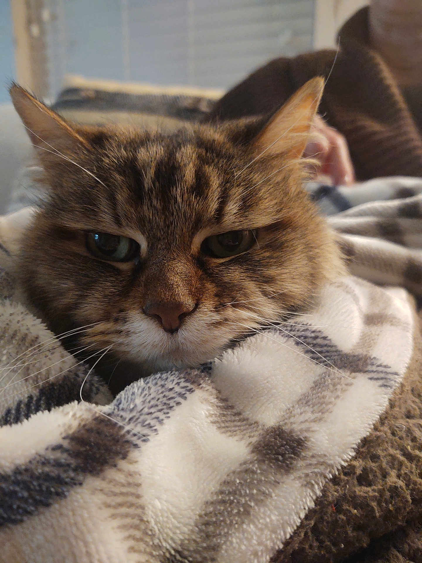 Dori is registered to the contest to win money with this photo: cat, tabby, close_up, furry, pet, animal, blanket, soft, cozy, indoor, relaxed, face, whiskers, ears, comfort, resting, cute, domestic, fur, sleepy