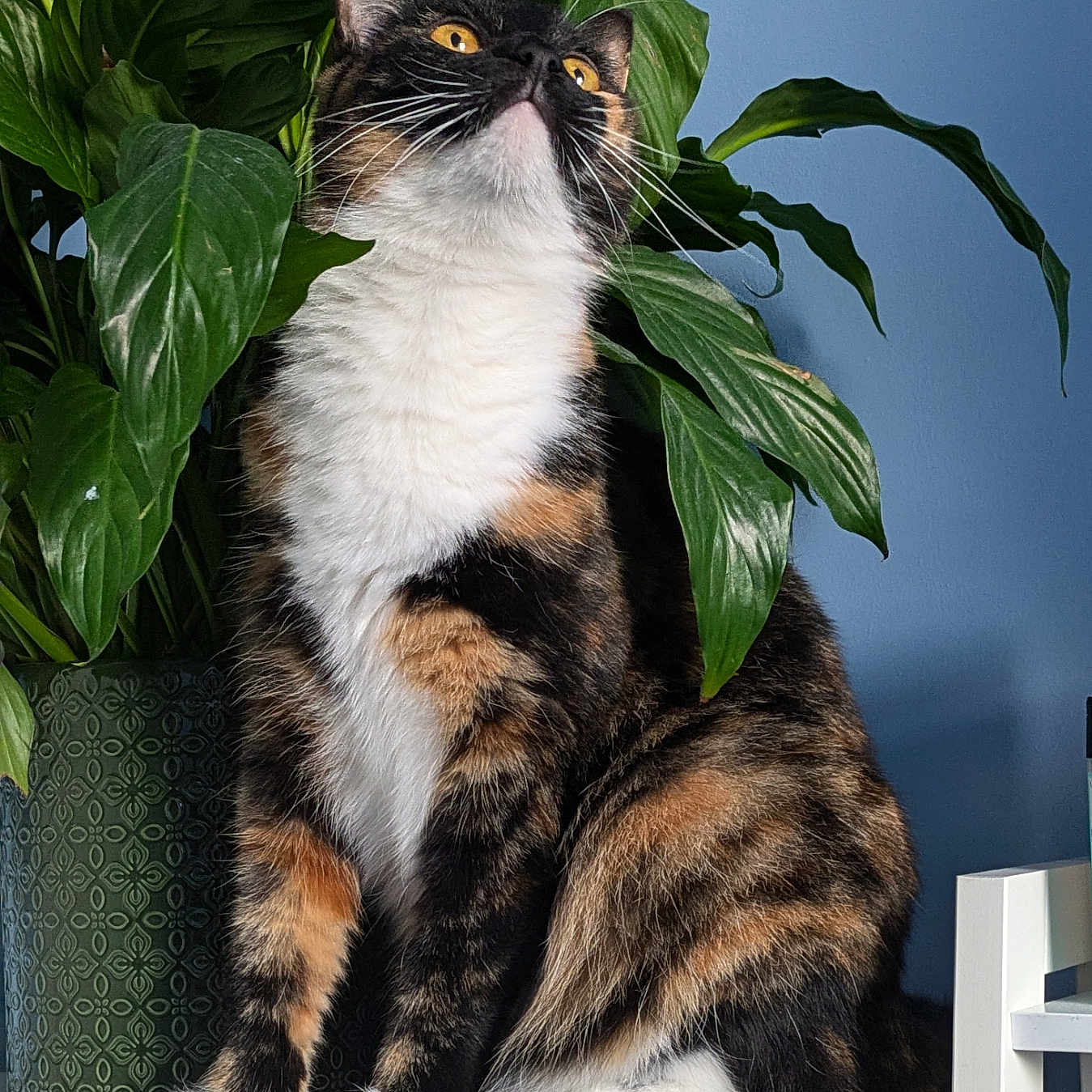 Aoife