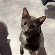 Winnie a rejoint le concours — aidez-le/la à gagner de superbes lots ! cat, gray_cat, pet, animal, curious, indoor, floor, shadow, whiskers, feline, yellow_eyes, closeup, paw, cute, looking_up, mammal, household, domestic_animal, young_cat, playful