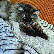Charlotte a rejoint le concours — aidez-le/la à gagner de superbes lots ! cat, fluffy, sleepy, blanket, cozy, orange_cushion, fur, paws, indoor, resting, pet, animal, relaxed, comfort, texture, striped_blanket, closeup, domestic, warm, soft