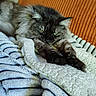 cat, fluffy, sleepy, blanket, cozy, orange_cushion, fur, paws, indoor, resting, pet, animal, relaxed, comfort, texture, striped_blanket, closeup, domestic, warm, soft