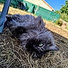 cat, fluffy, gray, green_eyes, grass, dry_grass, outdoor, sunlight, fence, backyard, building, nature, relaxed, animal, pet, laying_down, close_up, daylight, blue_sky, shadow