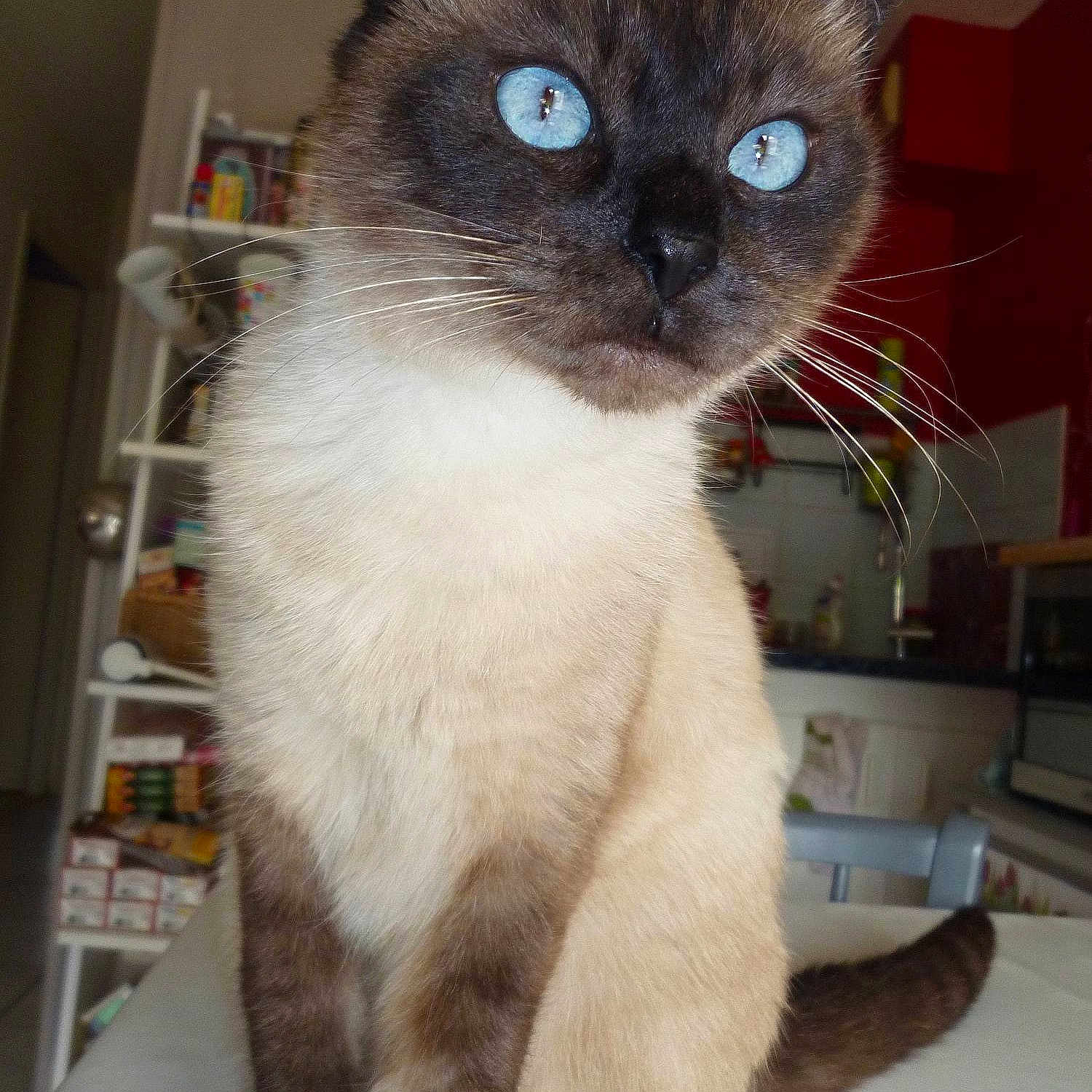 Rosalie