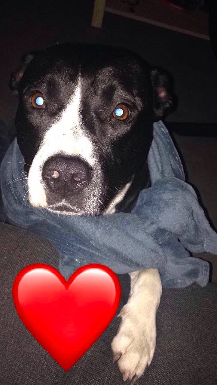 Kira participe au concours pour gagner de l'argent avec cette photo : borador, canidae, carmine, carnivore, collar, companion_dog, dog, dog_breed, dog_supply, fawn, fur, heart, non_sporting_group, paw, pet_supply, snout, sporting_group, whiskers, working_animal