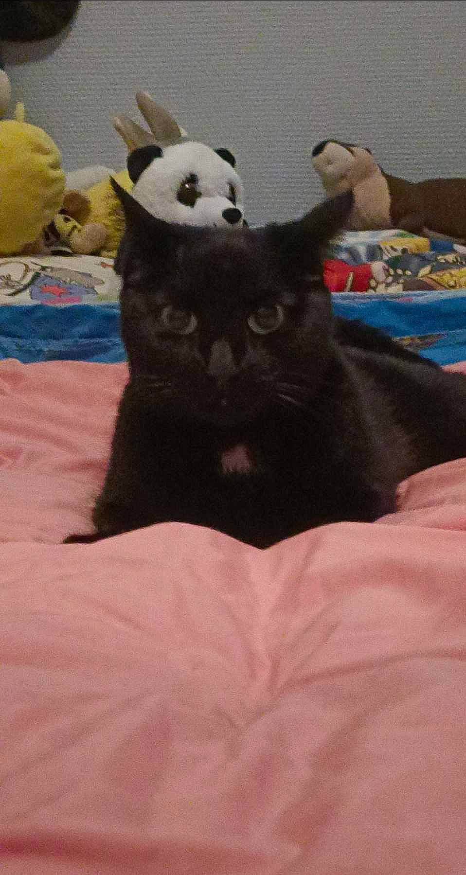 Mila participe au concours pour gagner de l'argent avec cette photo : bedding, black_cat, carnivore, cat, cat_supply, comfort, companion_dog, couch, dog_breed, domestic_short_haired_cat, felidae, grey, linens, small_to_medium_sized_cats, snout, stuffed_toy, tail, terrestrial_animal, toy, whiskers