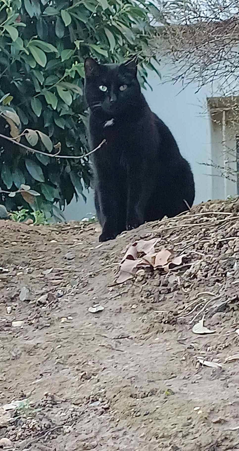 Mila a rejoint le concours — aidez-le/la à gagner de superbes lots ! big_cats, black_cat, bombay, carnivore, cat, domestic_short_haired_cat, felidae, fur, grey, plant, small_to_medium_sized_cats, snout, soil, tail, terrestrial_animal, tree, trunk, twig, whiskers, wood