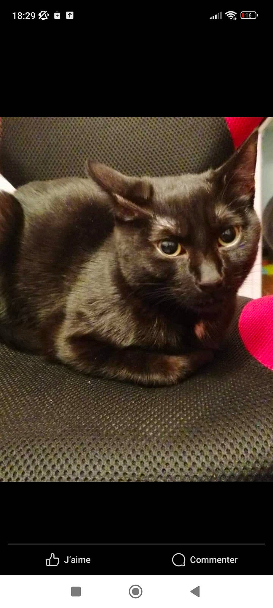 Mila a rejoint le concours — aidez-le/la à gagner de superbes lots ! black_cat, carnivore, cat, cat_bed, cat_furniture, cat_supply, claw, comfort, domestic_short_haired_cat, felidae, fur, grey, paw, pet_supply, photo_caption, small_to_medium_sized_cats, snout, terrestrial_animal, whiskers