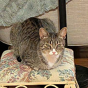 Marcy joined the competition — help win amazing prizes! cat, tabby, animal, pet, feline, cushion, floral_pattern, stool, furniture, indoor, resting, looking, ears, whiskers, wood_floor, home, decor, closeup, sitting, relaxed