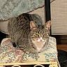 cat, tabby, animal, pet, feline, cushion, floral_pattern, stool, furniture, indoor, resting, looking, ears, whiskers, wood_floor, home, decor, closeup, sitting, relaxed