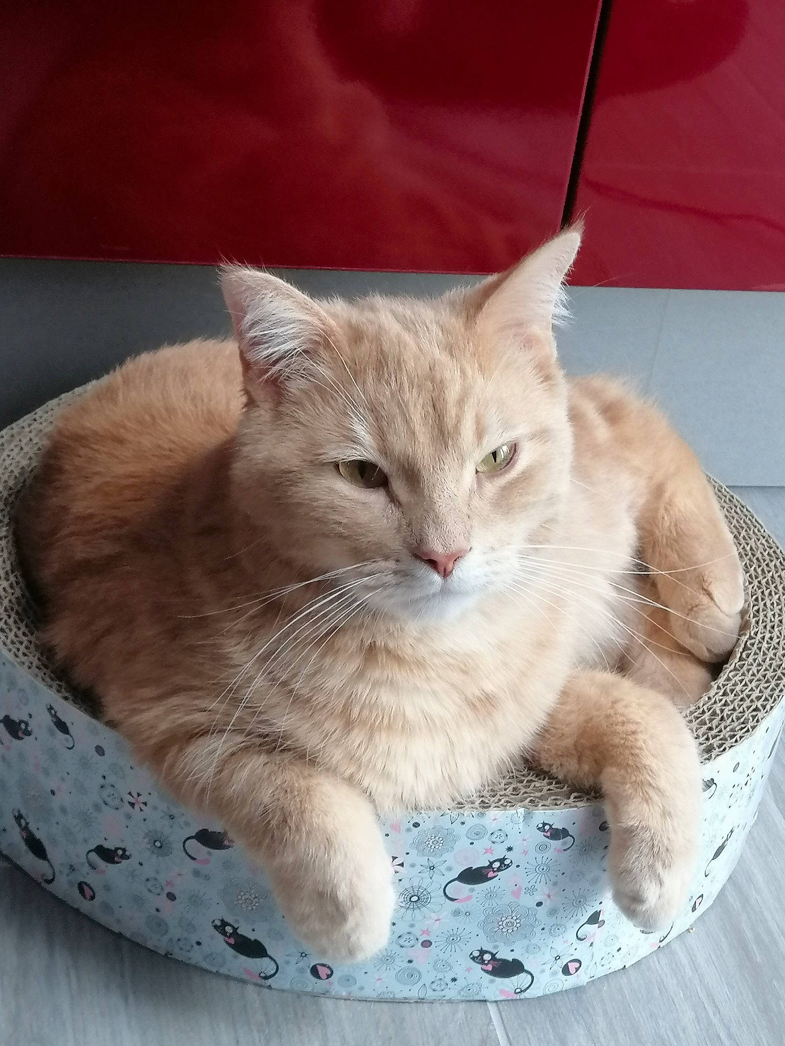 Lulu a rejoint le concours — aidez-le/la à gagner de superbes lots ! carnivore, cat, cat_bed, cat_furniture, cat_supply, claw, comfort, domestic_short_haired_cat, fawn, felidae, fur, paw, pet_supply, photo_caption, sitting, small_to_medium_sized_cats, snout, tail, whiskers, window