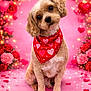 Davinci is registered to the contest to win money with this photo: bandana, brown_fur, collar, cute, decorative, dog, flowers, head_tilt, heart_pattern, hearts, pet, pink_background, portrait, puppy, romantic, roses, sitting, sparkle, studio_photo, valentine_theme