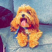 Davinci is registered to the contest to win money with this photo: brown_fur, collar, couch, curly_fur, cushion, cute, dog, fur, happy, indoor, leash, living_room, pet, portrait, puppy, relaxed, sitting, sofa, tongue_out, upholstery