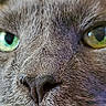 cat, close_up, face, nose, green_eyes, fur, whiskers, pet, animal, macro, texture, focus, portrait, feline, muzzle, eyes, cute, domestic_animal, detail, soft_fur