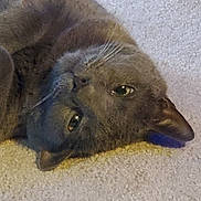 Brendan Jones is registered to the contest to win money with this photo: cat, gray_cat, pet, whiskers, ears, carpet, indoor, animal, feline, relaxed, lying_down, close_up, soft_texture, fur, cute, domestic_animal, portrait, sleepy, cozy, companion