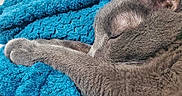 Brendan Jones joined the competition — help win amazing prizes! animal, blanket, blue_blanket, cat, closeup, cozy, cute, ear, feline, fur, gray_cat, indoor, nap, paw, pet, relaxation, resting, sleeping, soft, whiskers